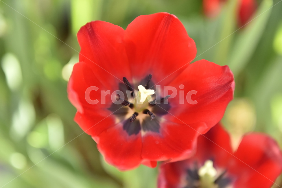 blossom,plant,식물,geranium,pollen,꽃,flower,제라늄,화분