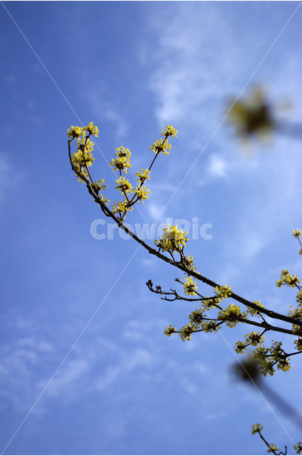 산수유,나무,하늘,파란하늘,꽃봉오리,봄,봄날,봄풍경,봄꽃,감성,spring,flower,봄길,산책,봄나들이,식물,꽃,봄,계절,spring,season,식물,자연,plants,nature,꽃,flower,light,빛,flare,플레어,plant