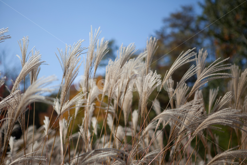 grass,잔디,plant,식물,공원,갈대,하늘,역광,식물,자연,plants,nature