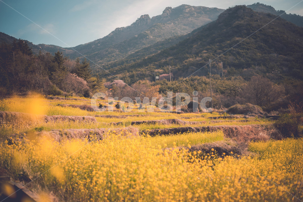 유채,유채꽃,식물,유채밭,꽃,봄,계절,spring,season,자연,풍경,nature,landscape,한국자연풍경,한국자연경관,korea nature landscape,감성,sensible,feeling,outdoors,옥외,grassland,목초지,field,들