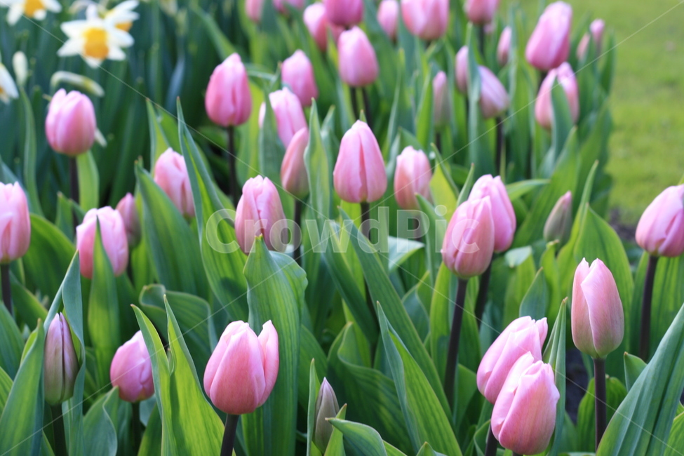 꽃,정원,튤립축제,식물,꽃밭,튤립,분홍튤립,분홍색꽃,pinktulip,flower,garden,tulip,pinkflower,식물,자연,plants,nature,꽃,flower