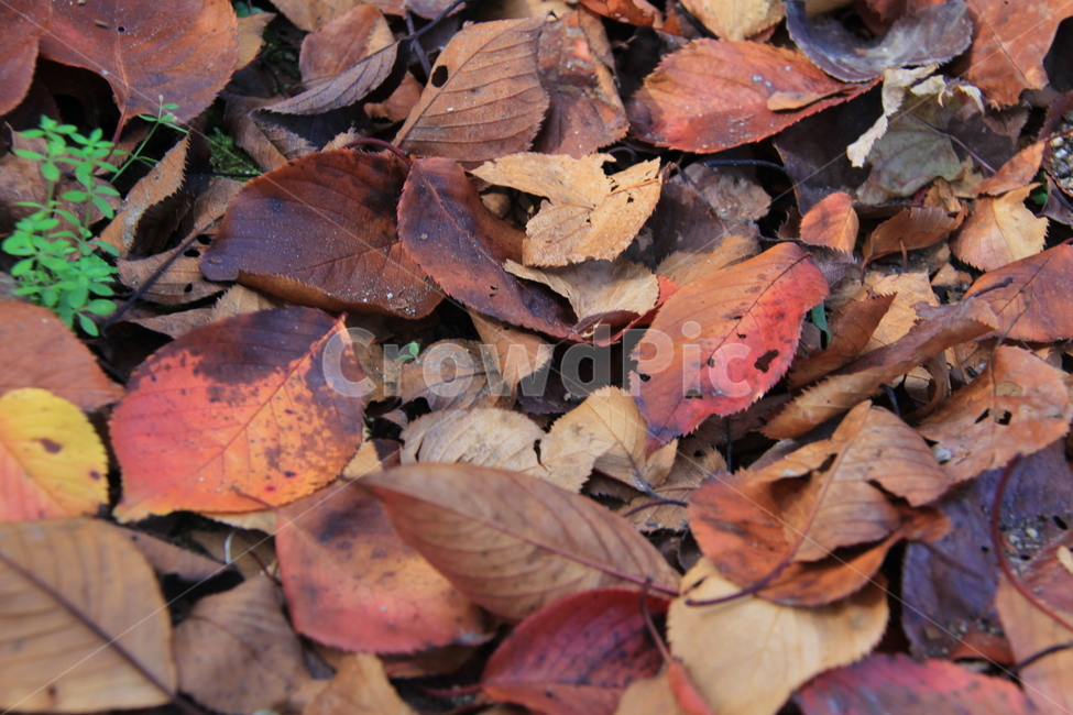 leaf,낙엽,가을,졀정,고독