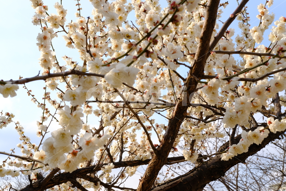 봄,봄꽃,꽃,매화,벚꽃,나들이,배경,배경화면,flower,flowers,spring,봄,계절,spring,season,plant,식물,blossom,cherry blossom