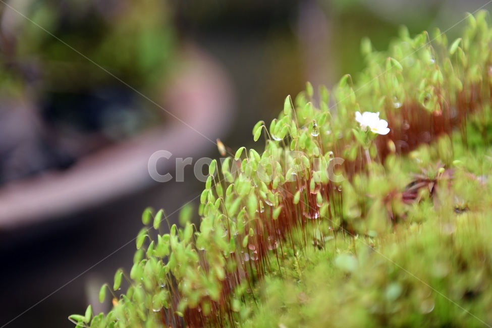 식물,꽃,감성사진,자연,flower,꽃사진,봄,봄꽃,계절,빗방울,비,감성,4월,spring,힐링,자연풍경,풍경,봄,계절,spring,season,식물,자연,plants,nature,꽃,flower,plant,moss,이끼
