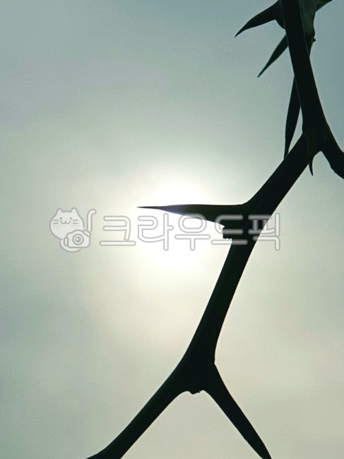 가시,탱자나무,해,날카롭다,가시나무,면류관,나무,식물,까시