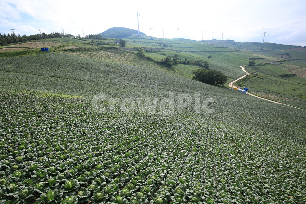 태백,바람의언덕,풍차,배추밭,초록,green,windmill,cabbagepatch,산업,industry,industrial,농업,농사,agriculture,farming,farming industry