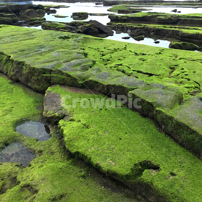 광치기해변,광치기,이끼,현무암,제주,성산,바닷가,해변,자연,jejuisland,seaside,basalt,moss,자연,풍경,nature,landscape,한국자연풍경,한국자연경관,korea nature landscape,제주도,jeju,jeju island,plant,식물,algae,조류