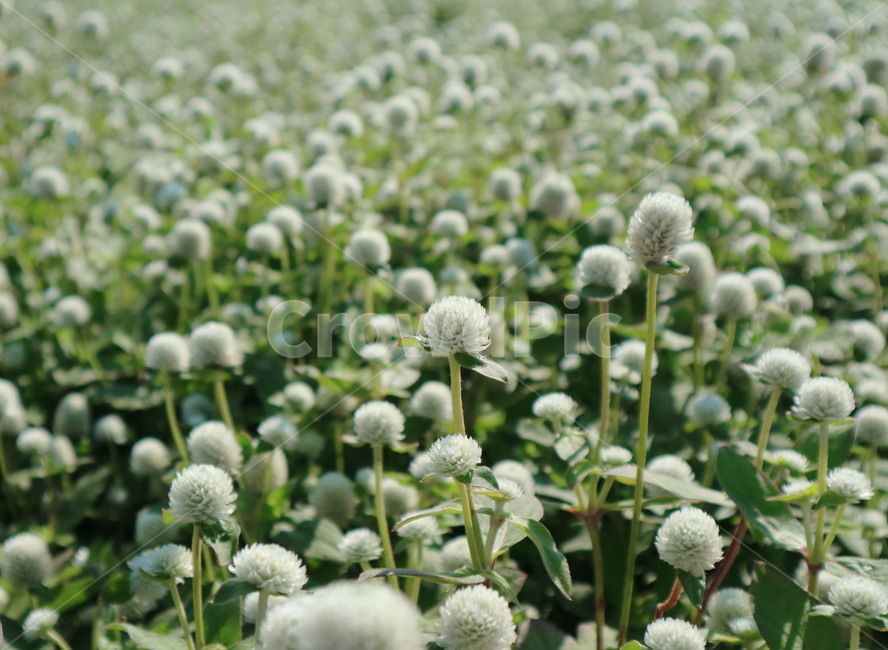 globeamaranth,outdoor,leaf,park,natural,field,blooming,color,beauty,bloom,colorful,plant,floral,flora,background,green,blossom,garden,beautiful,nature,flower,식물,천일홍,꽃밭,꽃,정원,공원,white,하얀색,흰색,식물,자연,plants,nature,꽃,flower