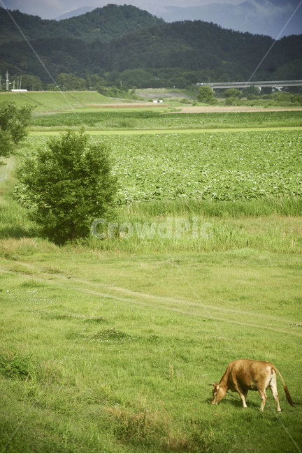 소,동물,포유류,나무,들판,cow,cattle,field,tree,landscape,풍경,animal,mammalia