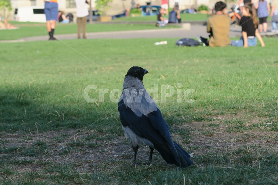 까마귀,공원,새,도시,공존,자연,야생동물,잔디,정원,park,city,animal,bird