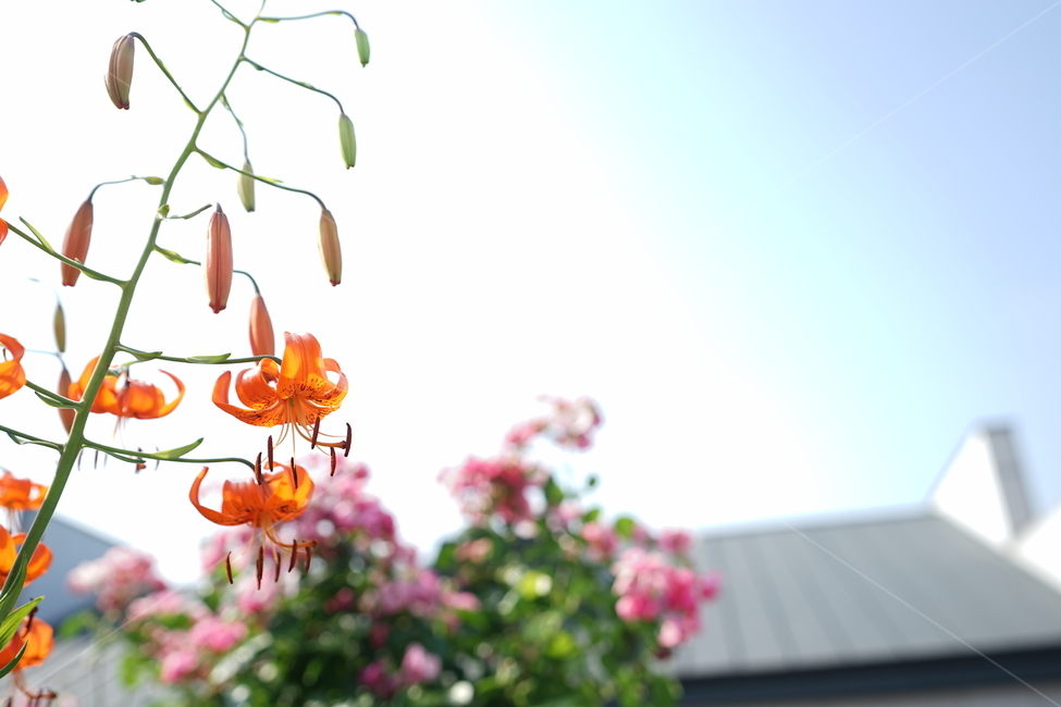 꽃,플라워,색감,컬러,주황색,오렌지빛,식물,접사,flower,생명,나리꽃,감성사진,자연,컬러풀,식물,자연,plants,nature,꽃,flower