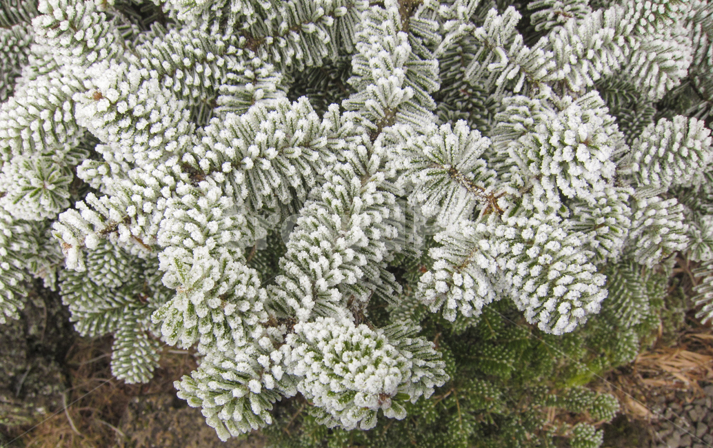 눈,눈꽃,상고대,한라산,제주도,snow,winter,겨울,plant,식물,겨울,계절,winter,season,식물,자연,plants,nature