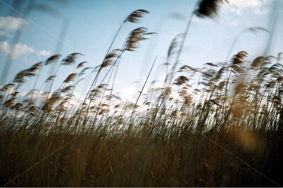 갈대,억새,가을,풍경,제주,가을,계절,fall,autumn,season,자연,풍경,nature,landscape,감성,sensible,feeling,plant,식물,grass,잔디,lawn,reed