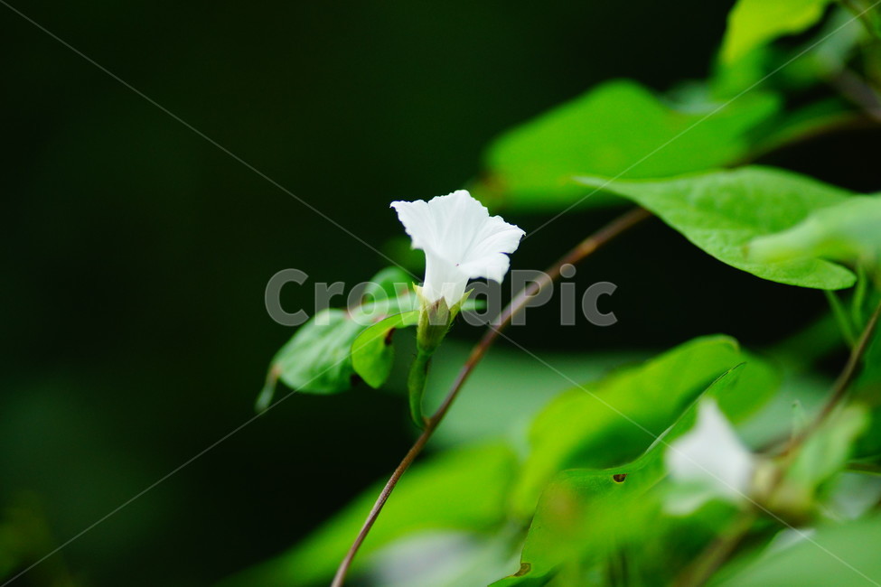 flower,꽃,plant,식물,blossom,식물,자연,plants,nature,꽃,flower