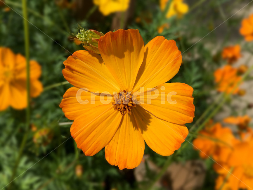 꽃,가을꽃,자연,식물,가을,식물,자연,plants,nature,꽃,flower