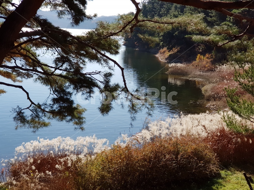 호수단풍,단풍,단풍호수,가을대청호,청남대,대청호,가을청남대,청남대가을,청남대단풍,대청호가을,대청호단풍,대청호수,단풍나무,호수,물,파란하늘,맑은하늘,하늘,물가,단풍나무들