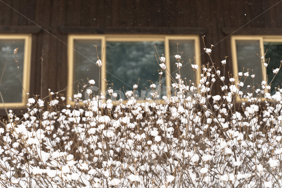 눈,겨울,winter,snow,풍경,자연