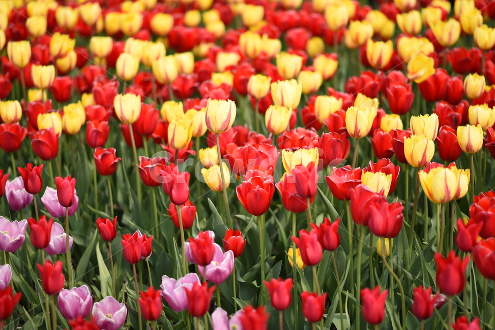 튤립,꽃,화원,화단,식물,식물,자연,plants,nature,꽃,flower