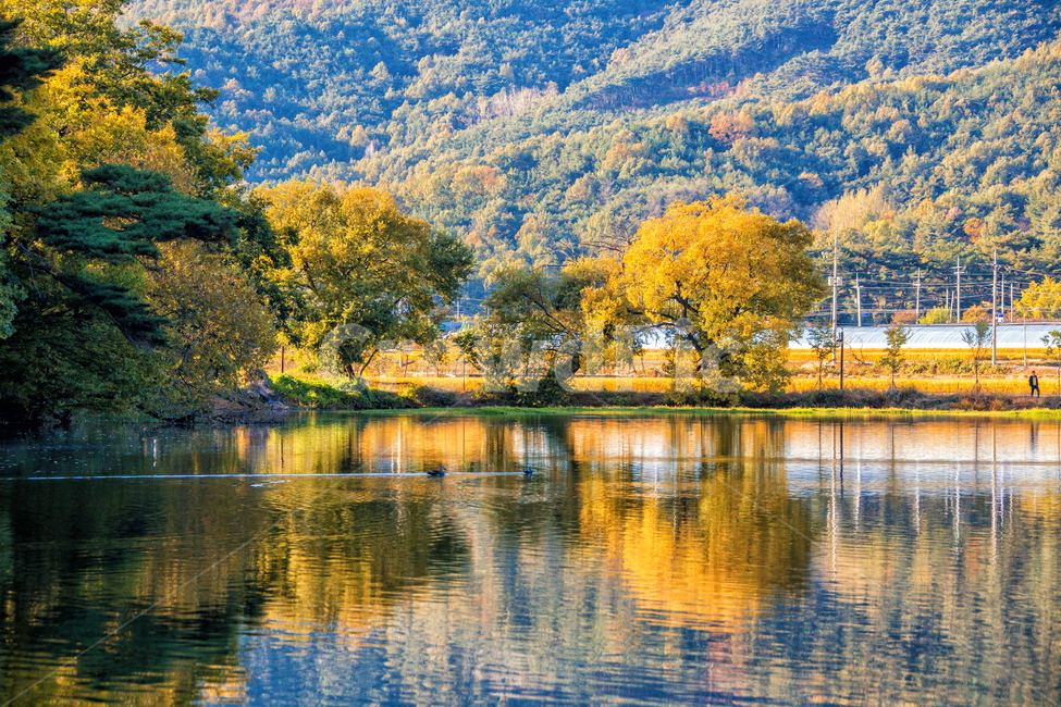 반영,가을,단풍,저수지,가을풍경,가을,계절,fall,autumn,season,자연,풍경,nature,landscape,한국자연풍경,한국자연경관,korea nature landscape,water,물,outdoors,옥외,plant,식물,tree,나무
