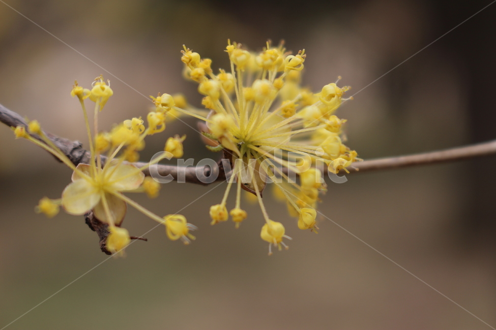 산수유,노랑,꽃,나무,축제,마을,봄,봄,계절,spring,season,식물,자연,plants,nature,꽃,flower,plant
