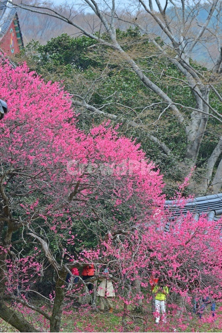 전남,구례,화엄사,흑매,홍매화,사찰,절,봄,계절,자연,경치,경관,풍경,지붕,roof