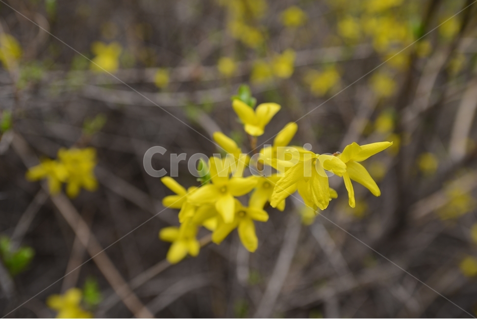 자연,nature,봄,꽃,봄꽃,개나리,노란색,접사,근접촬영,봄,계절,spring,season,식물,자연,plants,nature,꽃,flower,plant,leaf,잎