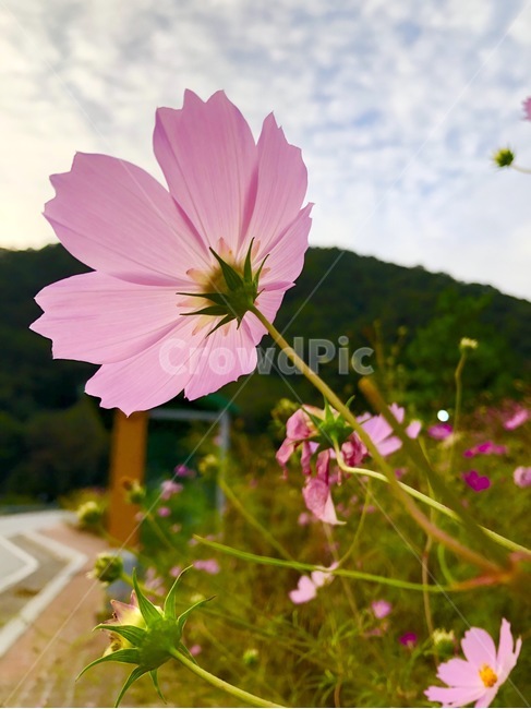 코스모스,가을,가을하늘,가을코스모스,꽃,분홍꽃,자연,꽃잎