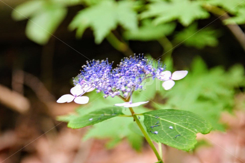 식물,꽃,수국,여름,화단,식물,자연,plants,nature,꽃,flower