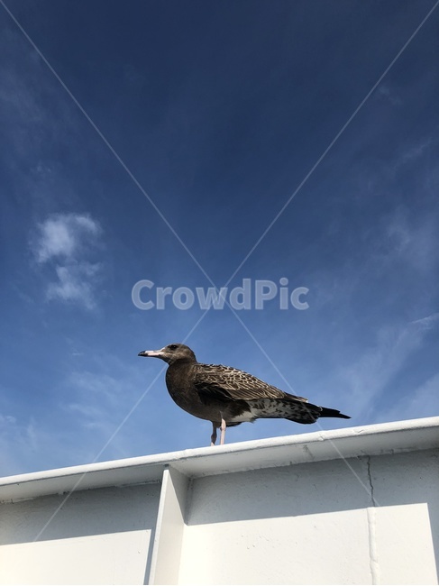 갈매기,바다갈매기,새,animal,동물,bird,괭이갈매기,동물,animal,조류,새,birds