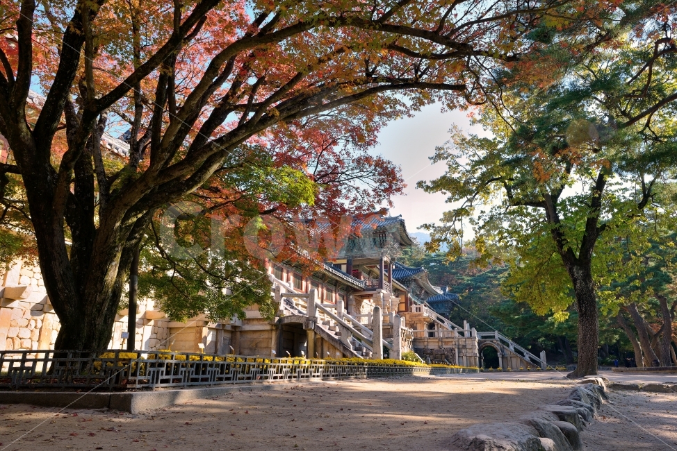 불국사,사찰,가을,세계문화유산,파란,하늘,풍경,국보,계절,배경,전통,절,경치,조용,정적인,단풍,건물,건축,보전,오래된,신라,나무,문화,역사,청운교,백운교,햇빛,보물,랜드마크,landmark,tourist attraction,한국전통,한국문화,korean traditional,korean culture,종교,신앙,religion,belief,faith