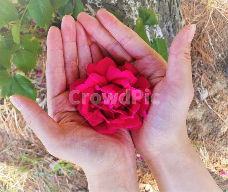 rose,장미,꽃한송이,손바닥,아웃포커싱