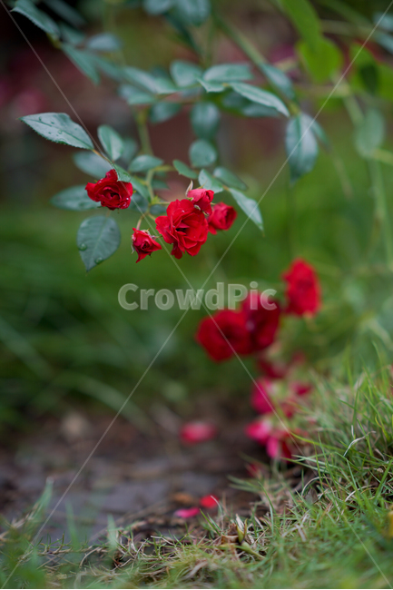 꽃,붉은꽃,여름꽃,장미,로즈,식물,자연,plants,nature,꽃,flower