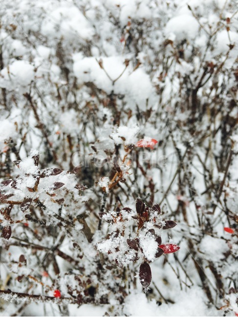 눈,겨울,크리스마스,쌓인눈,나무,자연,눈밭,옥외,outdoors,snow,겨울,계절,winter,season