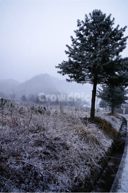 겨울,winter,눈,나무,산,겨울,계절,winter,season