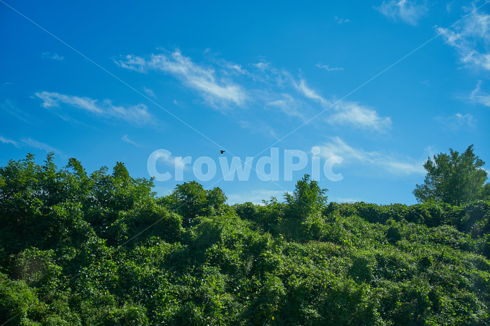하늘,산,새,sky,배경,background,포스터,자연,풍경,nature,landscape,outdoors,옥외,vegetation,초목,plant,식물