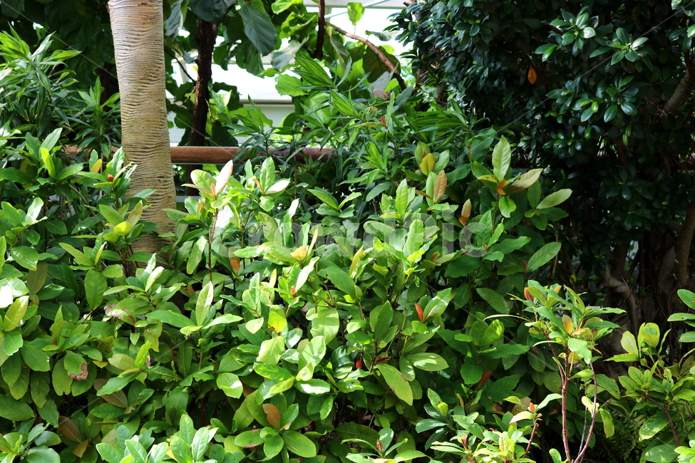 익소라,익소라꽃,꽃,식물,나무,자연,붉은색꽃,나뭇잎,빨간색꽃,식물,자연,plants,nature