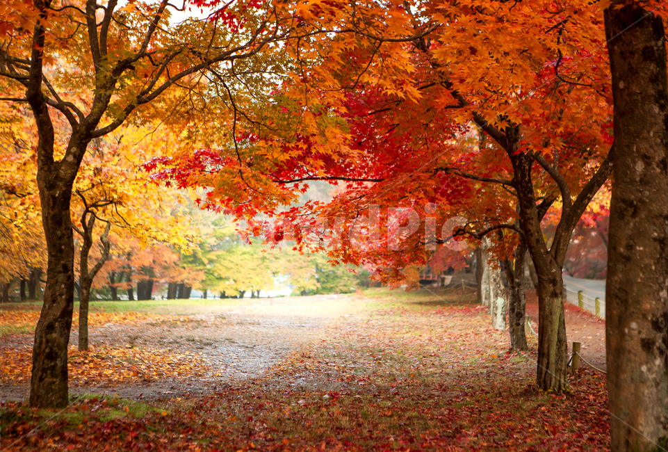 가을,단풍색,가을빛,계절,울긋불긋,붉은빛,붉은색,공원,산책로,노란,노랑,빨간,빨강,만추,파크,배경,내장산,낙옆,가을색,화려한,자연,풍경,불타는,단풍잎,나뭇잎,단풍나무,단풍,추색,식물,tree,plant,leaf,잎,maple,leaves,나무,도로,자동차도로,road,fallenleaves,autumn,가을,계절,fall,autumn,season,자연,풍경,nature,landscape