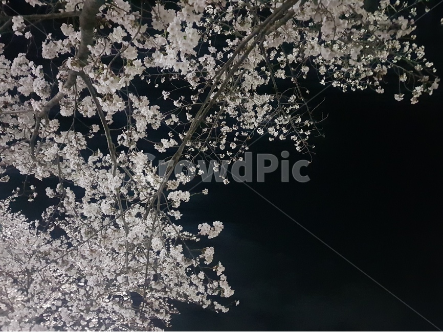 벚꽃,밤하늘,밤,밤벚꽃,자연풍경,꽃,별,봄,계절,spring,season,야경,밤,풍경,nightscape,night,landscape,식물,자연,plants,nature,꽃,flower