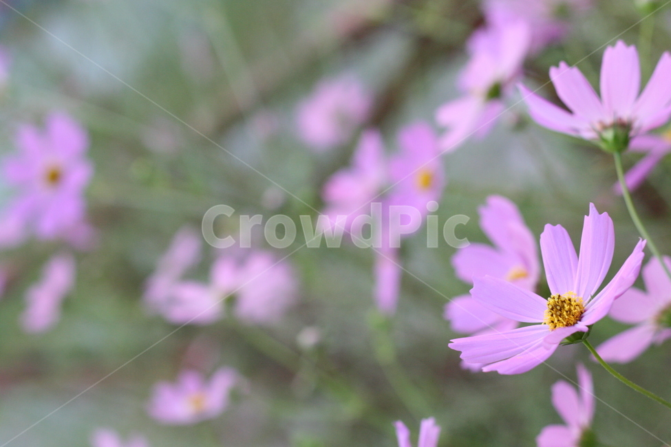 코스모스,꽃,가을,자연,식물,autumn,cosmos,fall,season,plants,nature,flower,계절,야생화,야생,생태,감정,감성,sensible,feeling,emotion,하늘,풍경,접사,가을,계절,fall,autumn,season,식물,자연,plants,nature,꽃,flower,plant