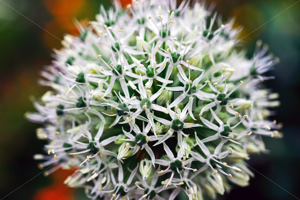 알리움,백합과,꽃,화초,flower,식물,관상용,onion,식물,자연,plants,nature