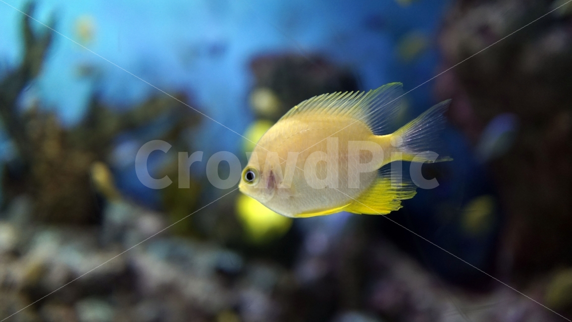 수족관,아쿠아리움,물속,바다,해양,물고기,생선,fish,어류,sea,동물,열대어,관상어,animal,수중,생명,자연,nature,물결,동물,animal,어류,물고기,fish