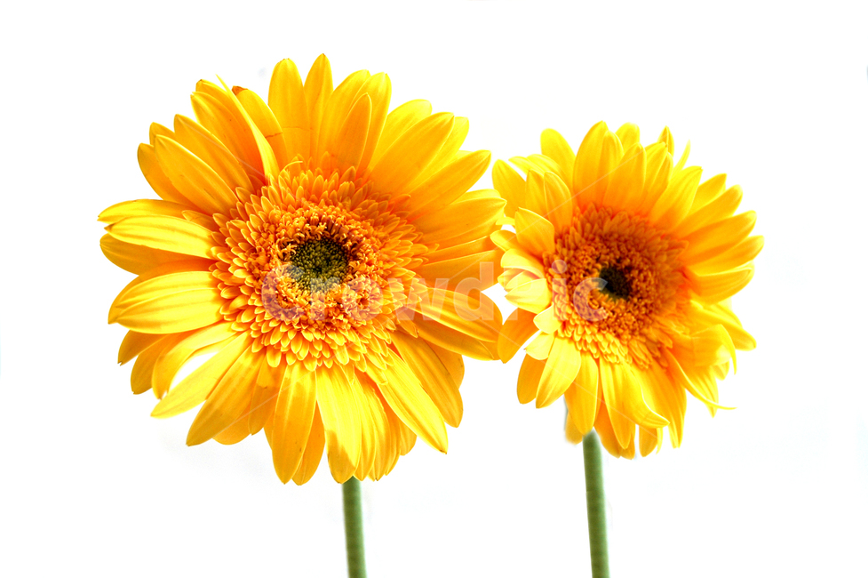 plant,blossom,꽃,flower,해바라기