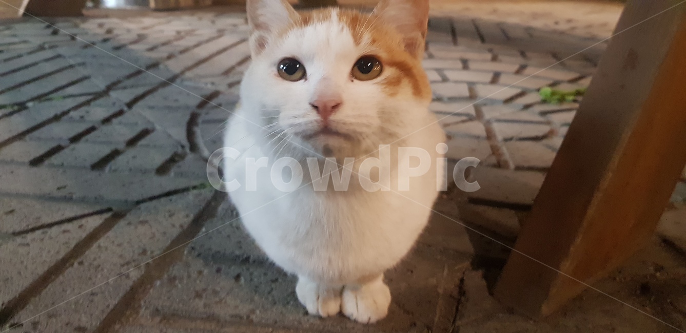 cat,고양이,pet,animal,동물