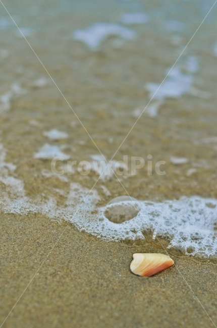 해변,조개,파도,모래,아웃포커스,outoffocus,자연,nature,조개껍데기,beach,sand,bubble,해변,바다,beach,sea,감성,sensible,feeling