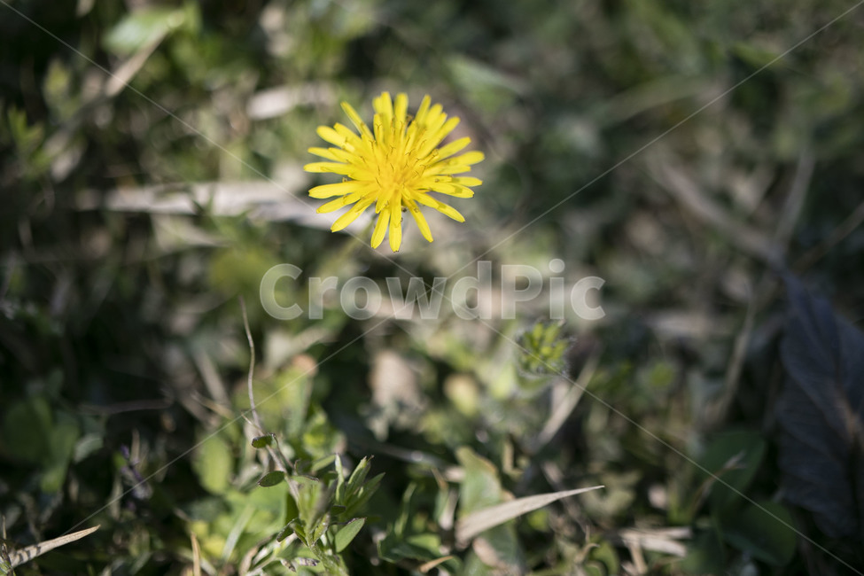 식물,plant,꽃,민들레,봄,노란꽃,flower,blooming