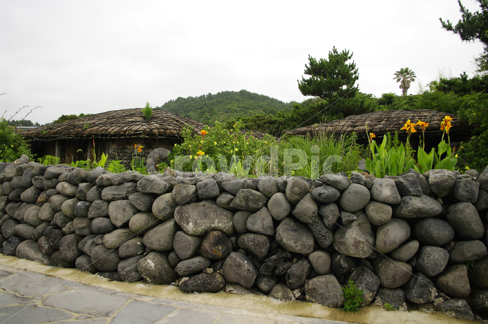 울타리,돌담집,집,꽃,현무암,제주,제주도,jeju,jeju island,시골,마을,풍경,landscape,country,rural,town,outdoors,옥외