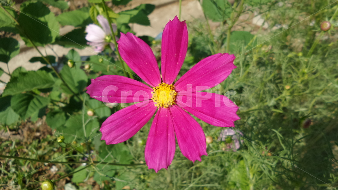 꽃,식물,자연,자연물,감성,flower,nature