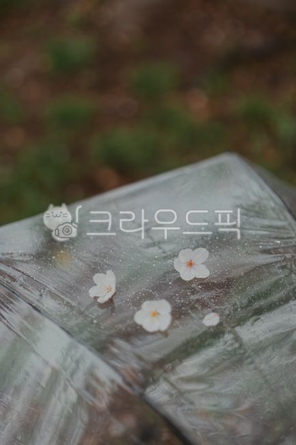 spring flowers,transparent umbrella,Cherry Blossom,petal,umbrella,cherryblossom,flower