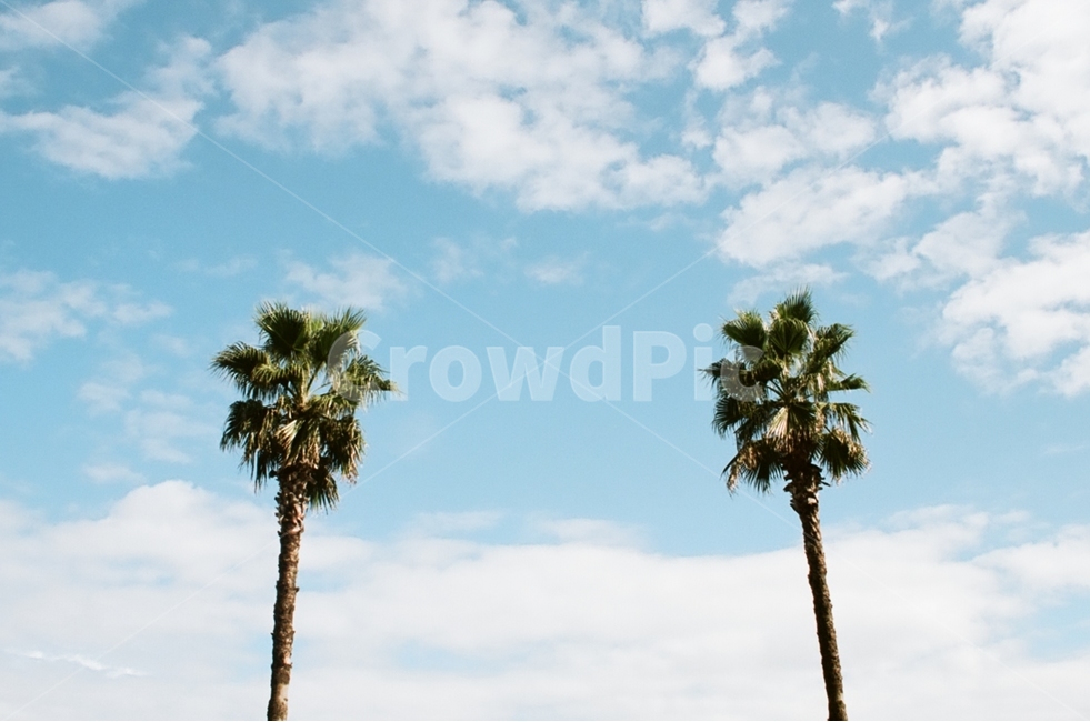 맑음,야자수,여름,더위,하늘,나무,자연,풍경,nature,landscape,식물,plants,나무,trees,wood,summer,tree,plant,palm tree