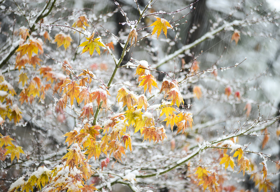 눈,나무,겨울,단풍,노랑,자연,옥외,가을,겨울,계절,winter,season